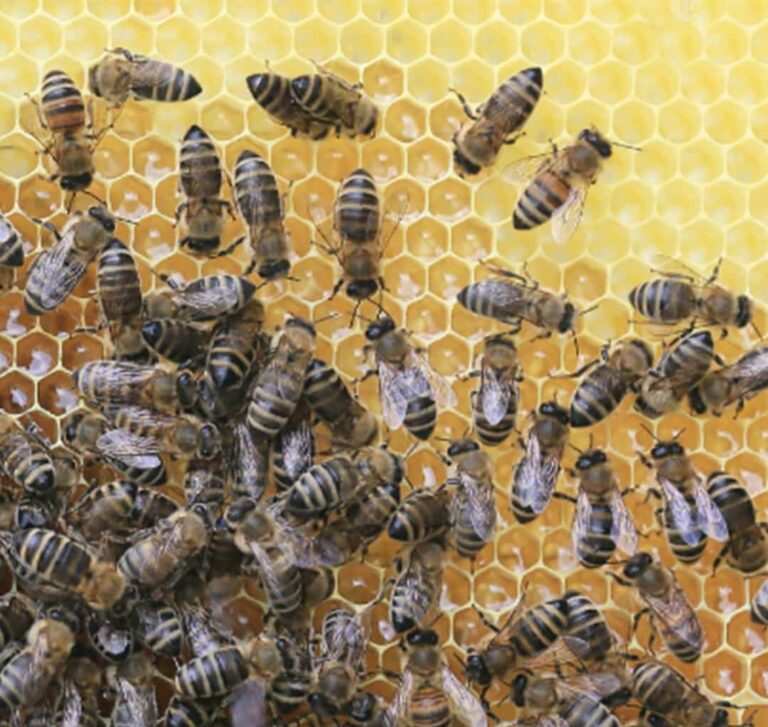 Biologisch dynamisch bijen houden met Bee2Bee - Nektari